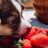 Are Strawberries good for Dogs